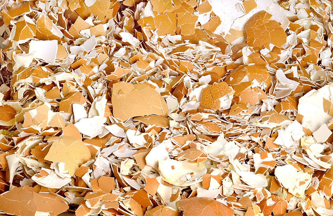 Skorupki Jajek: Zrównoważone Wykorzystanie w Twoim Domu i Ogrodzie